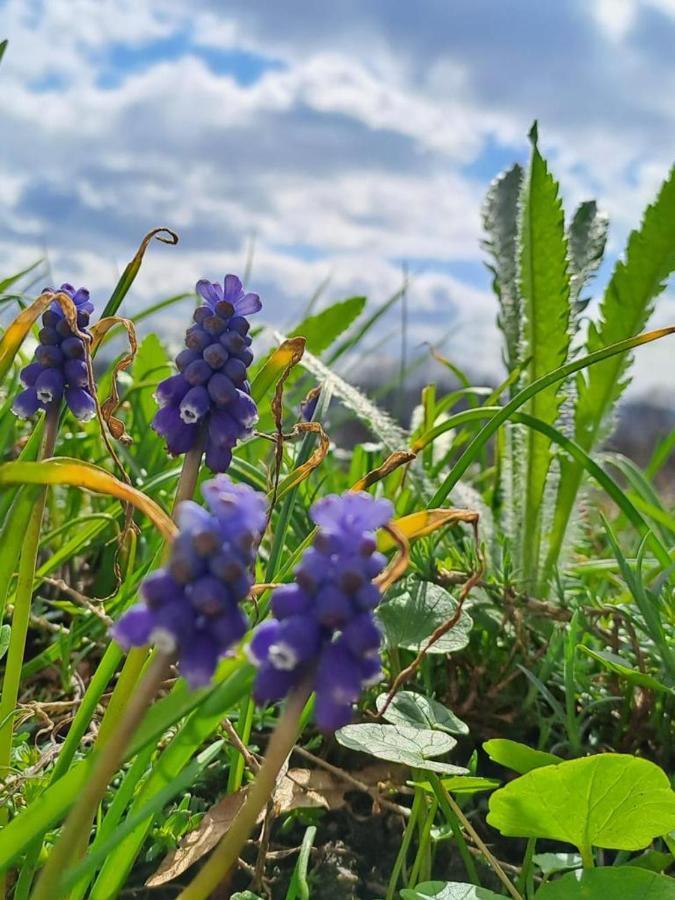 Chalupa Lichtenberg/ Svetlik Horni Podluzi Exteriér fotografie